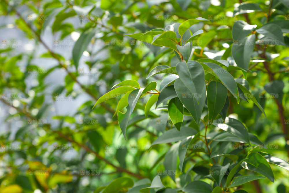 树枝上的叶子