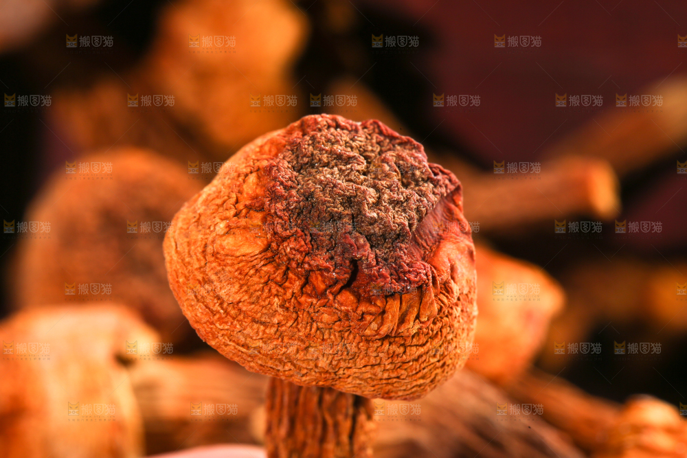 箱子里的姬松茸