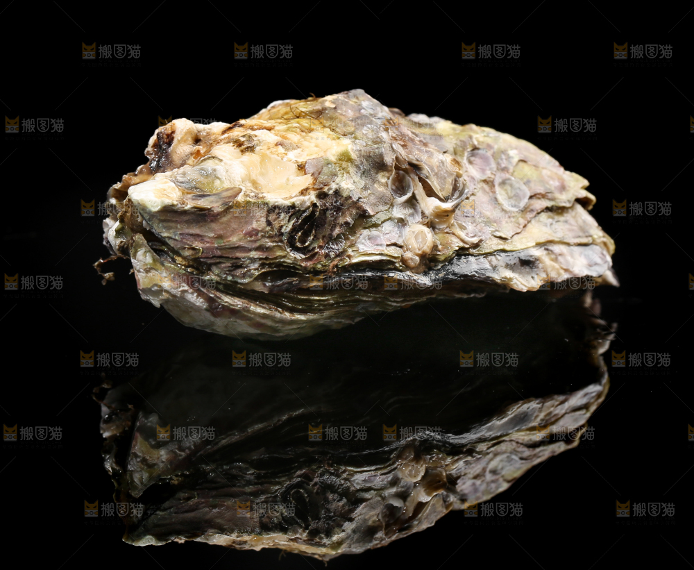 黑底上的生蚝