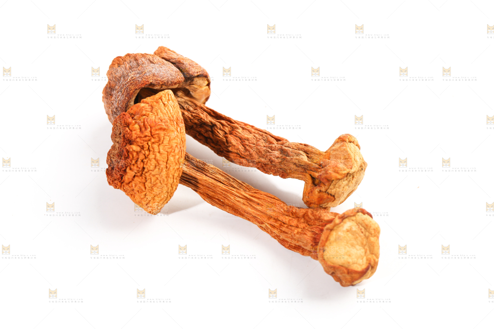 白底上的云南姬松茸