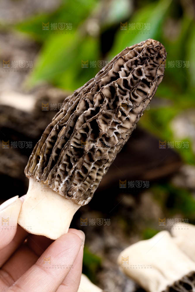 手里拿着羊肚菇
