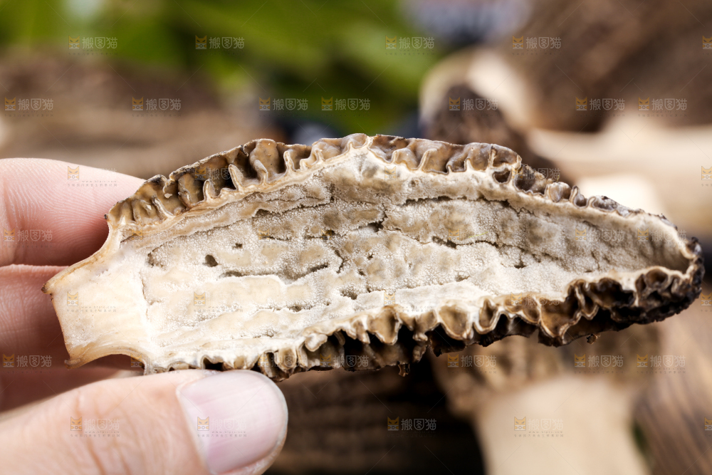 手里拿着羊肚菇