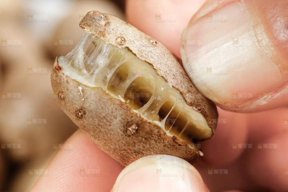 手里拿着山药豆