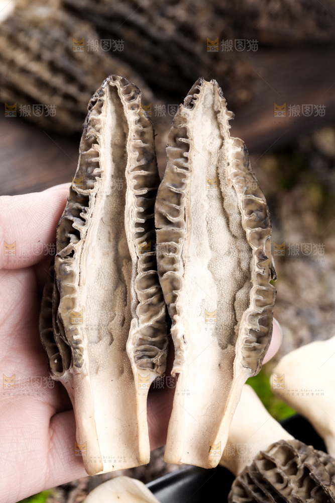 手里拿着羊肚菇