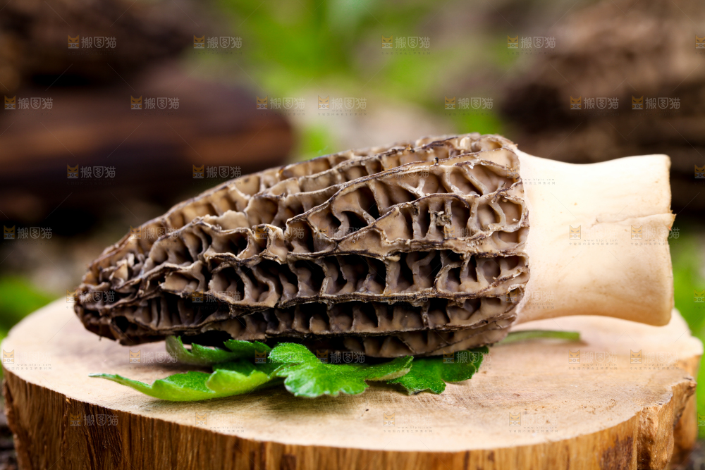 木板上放着羊肚菌