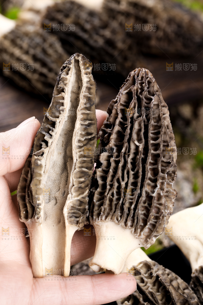 手里拿着羊肚菇