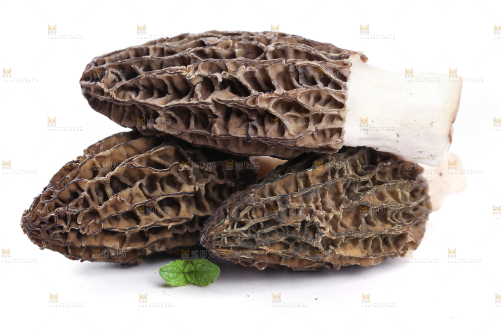 羊肚菌