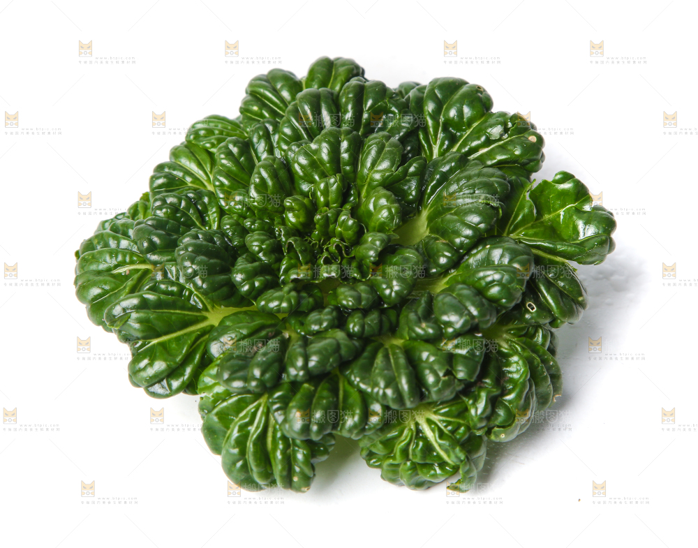 白底上的菊花菜