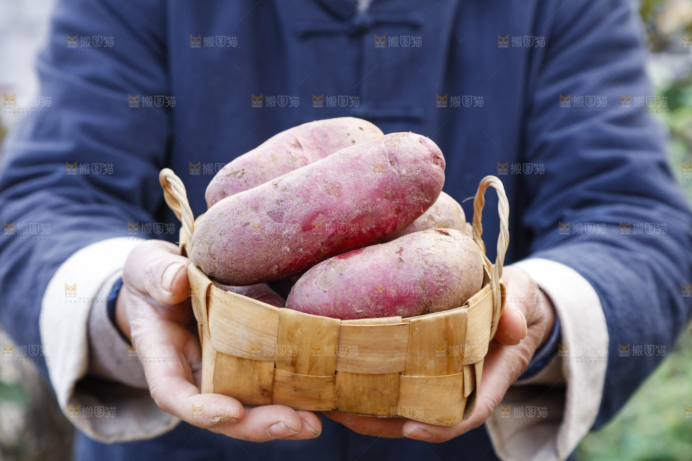 手里拿着新鲜红土豆