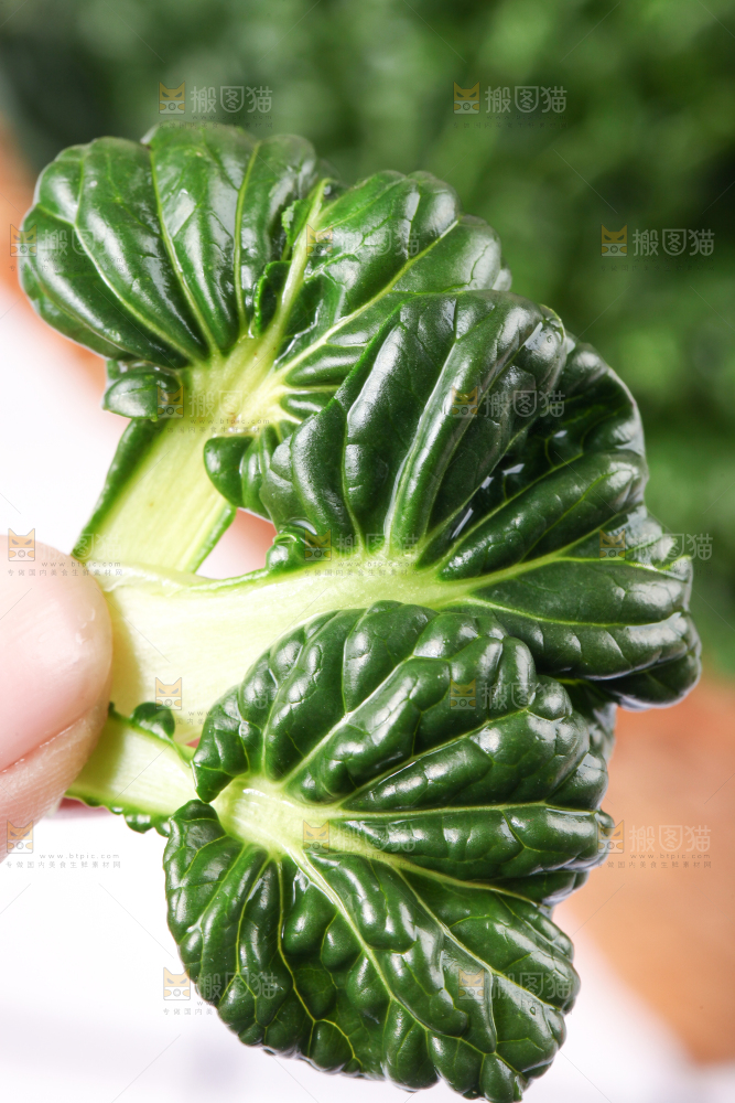 浅底上放着菊花菜