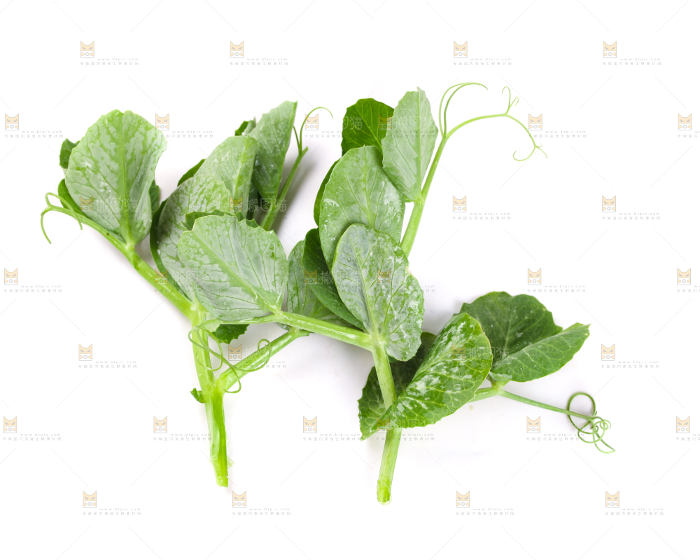 白底上摆放着新鲜豌豆苗