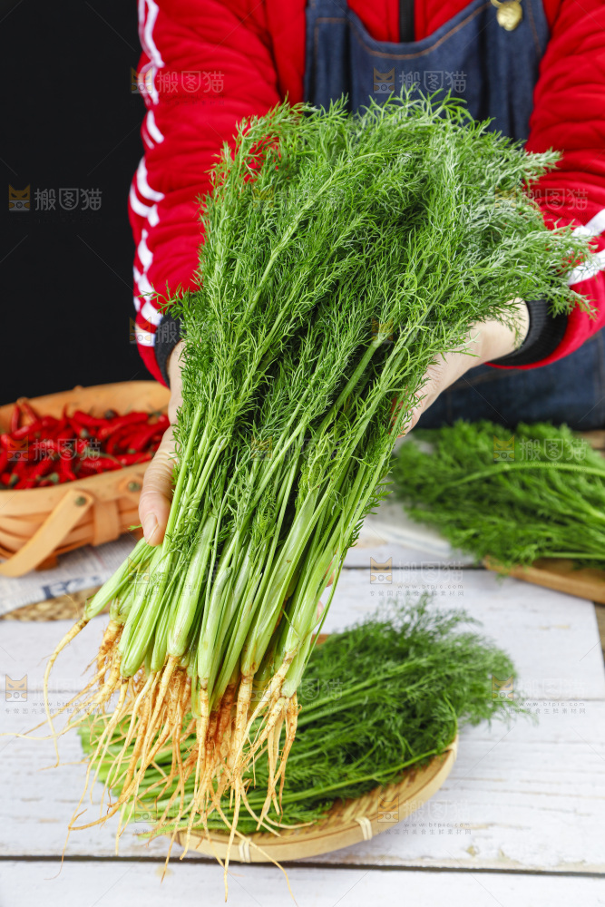 篮子里装着新鲜茴香菜