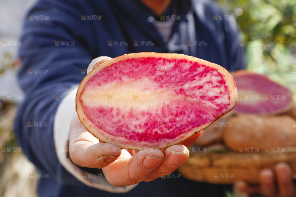 手里拿着彩色土豆