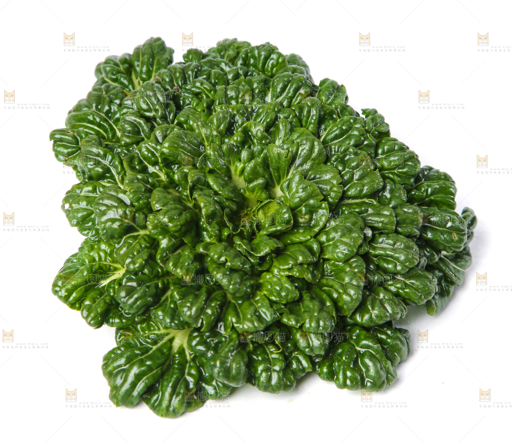 白底上的菊花菜