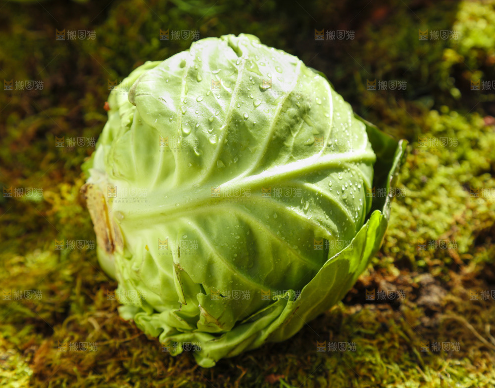 草地上放着绿甘蓝