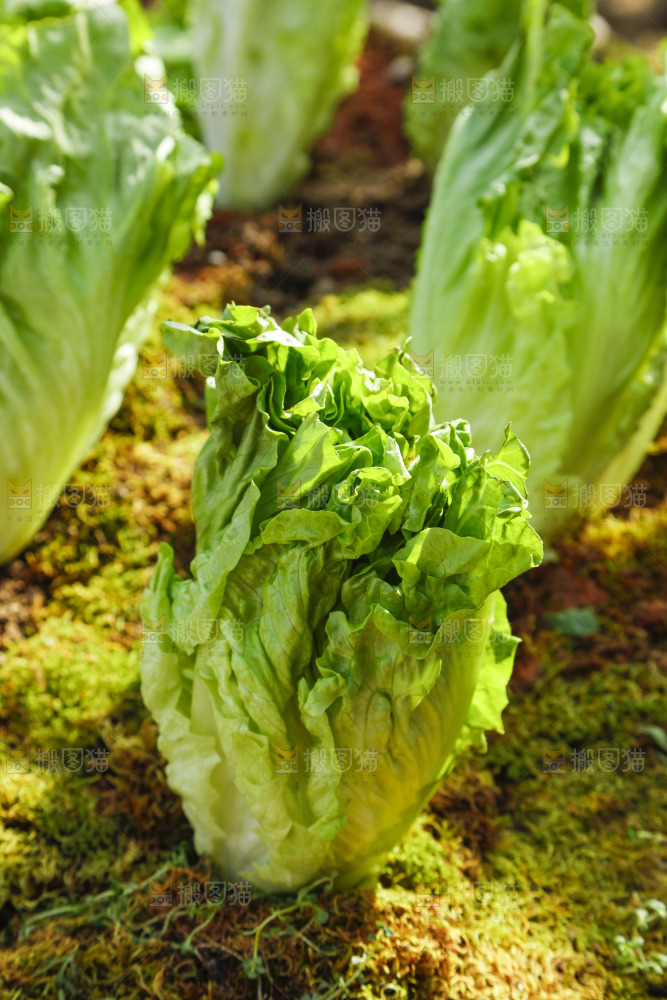 草地上放着大叶生菜