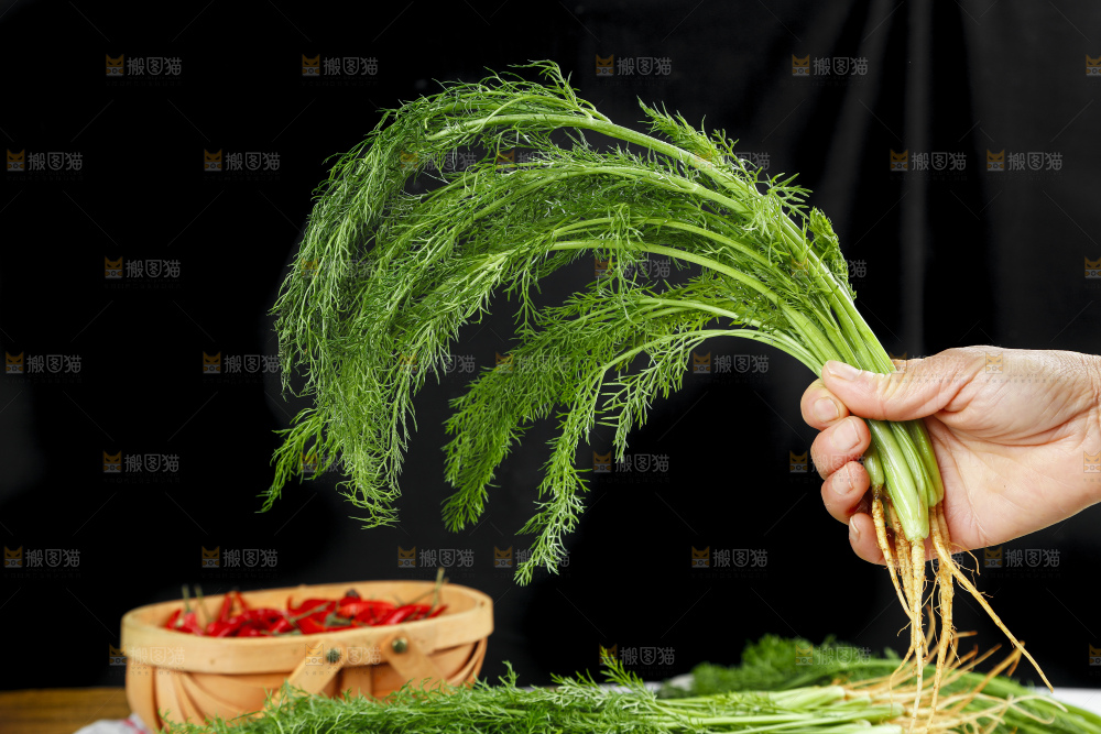 手里拿着小茴香