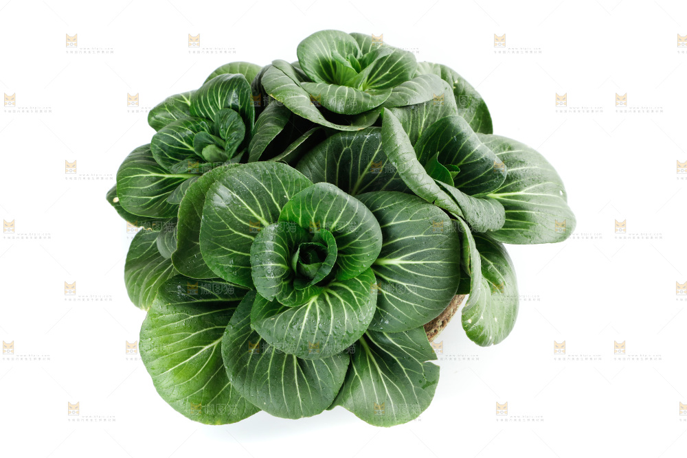 白底上的绿叶菜