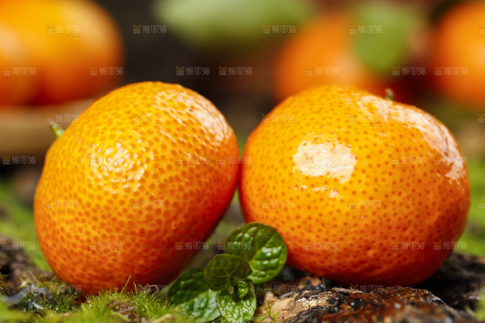 深底上的广西砂糖橘