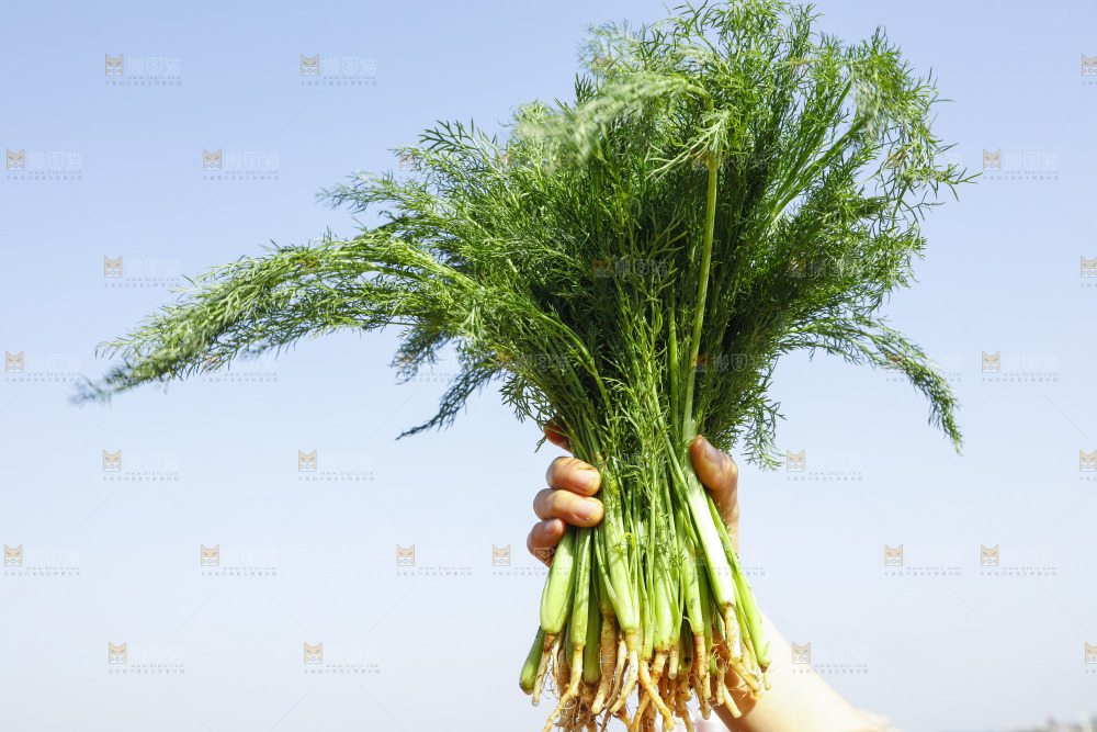 手里拿着小茴香