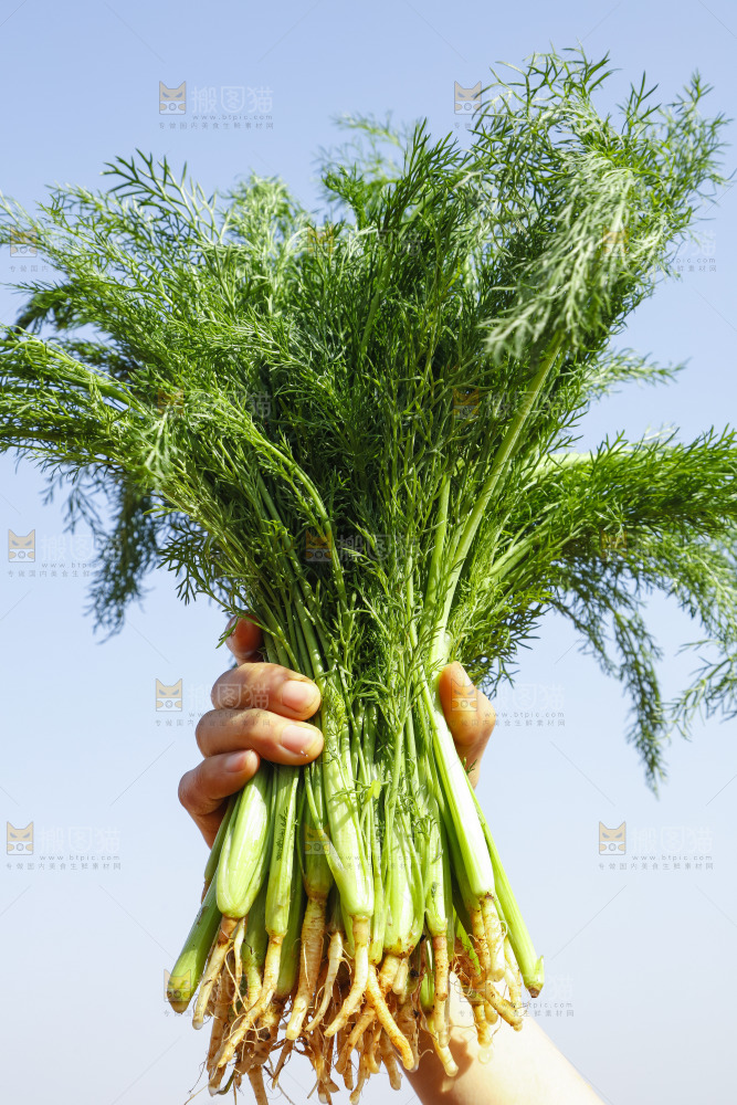 手里拿着小茴香