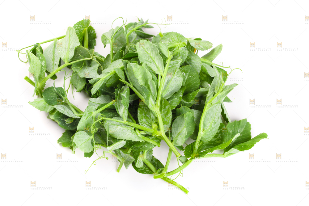 白底上摆放着新鲜豌豆苗