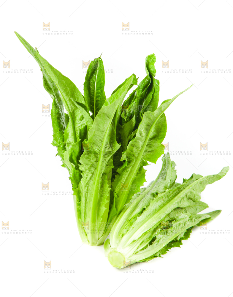 白底上的香麦菜