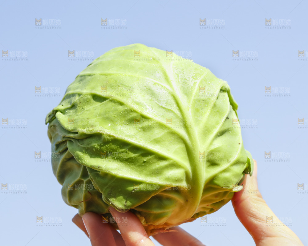 手里拿着包心菜