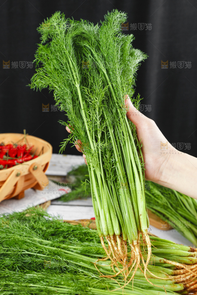 手里拿着小茴香