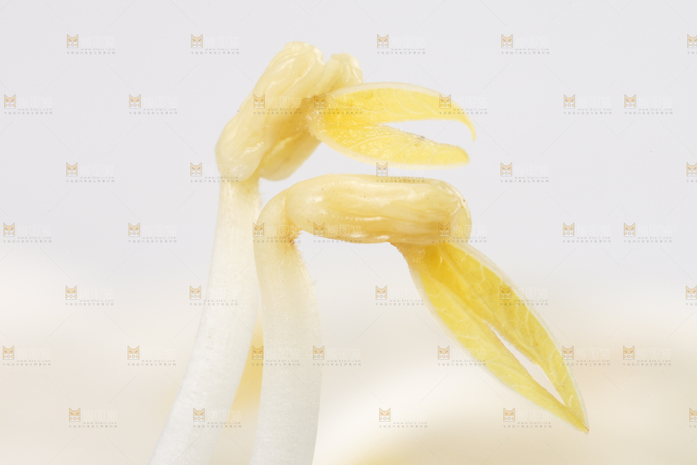 盘子里装着绿豆芽