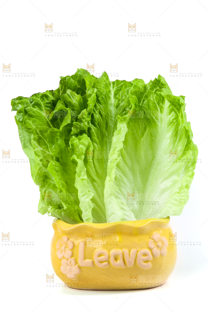 白底上的生菜