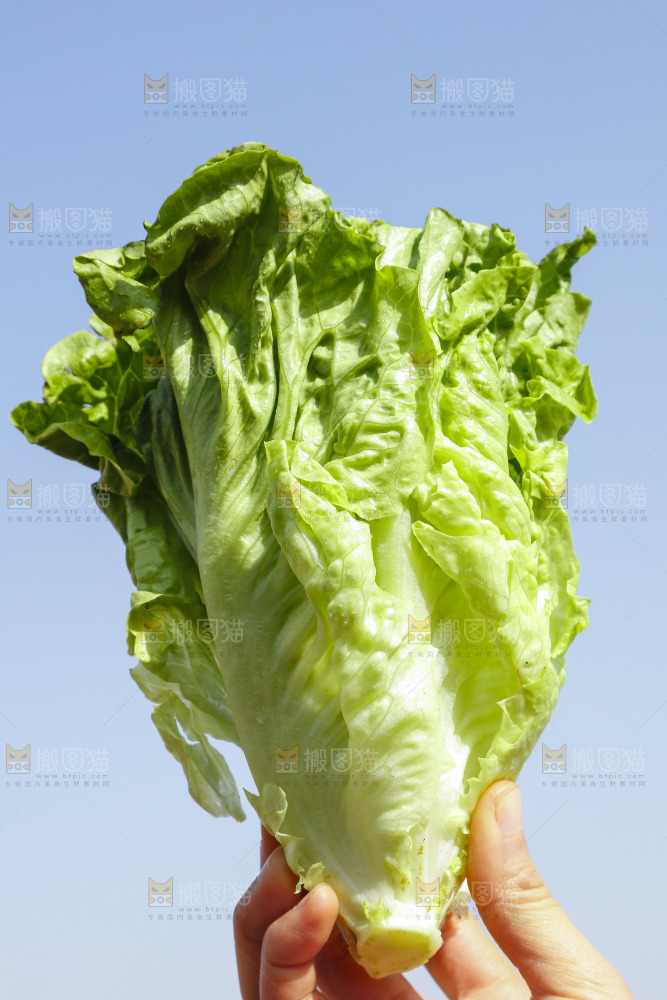 手里拿着新鲜生菜