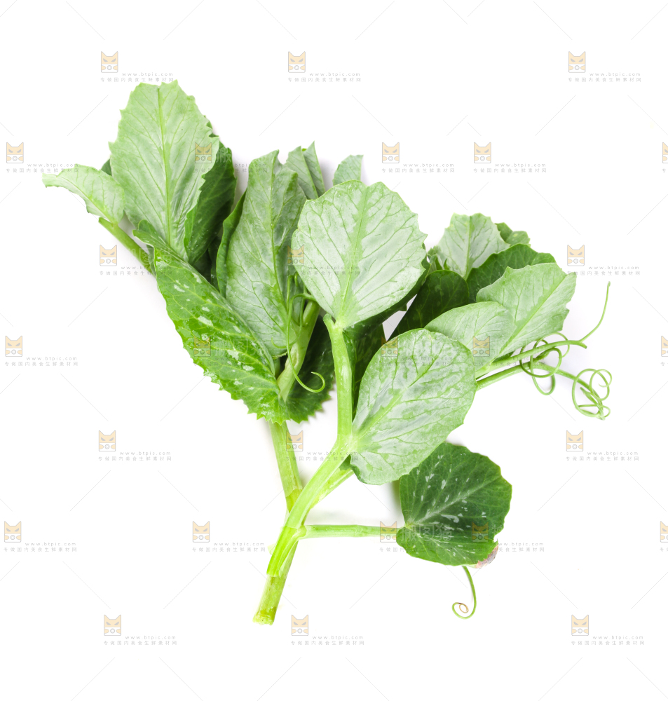 白底上摆放着新鲜豌豆苗