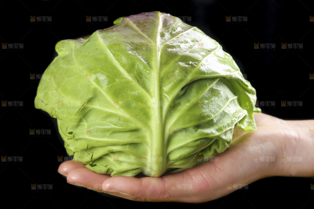 手里拿着洋白菜