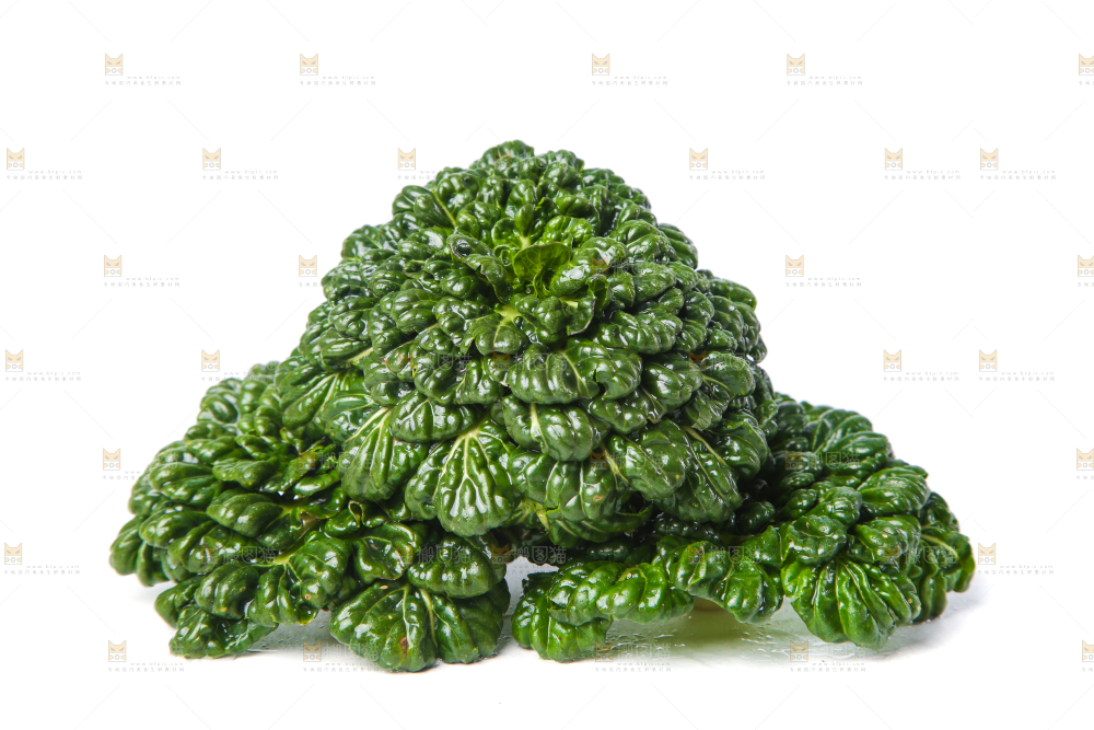 白底上的菊花菜