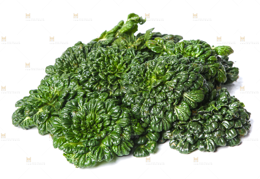 白底上的菊花菜