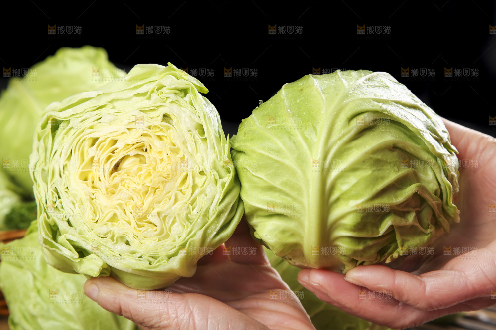 手里拿着洋白菜