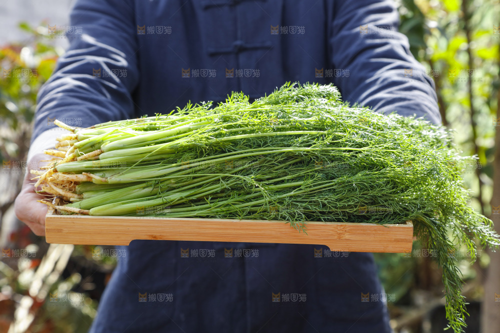 手里拿着小茴香