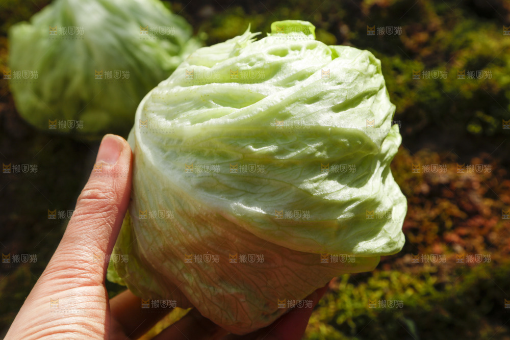 手里拿着球生菜