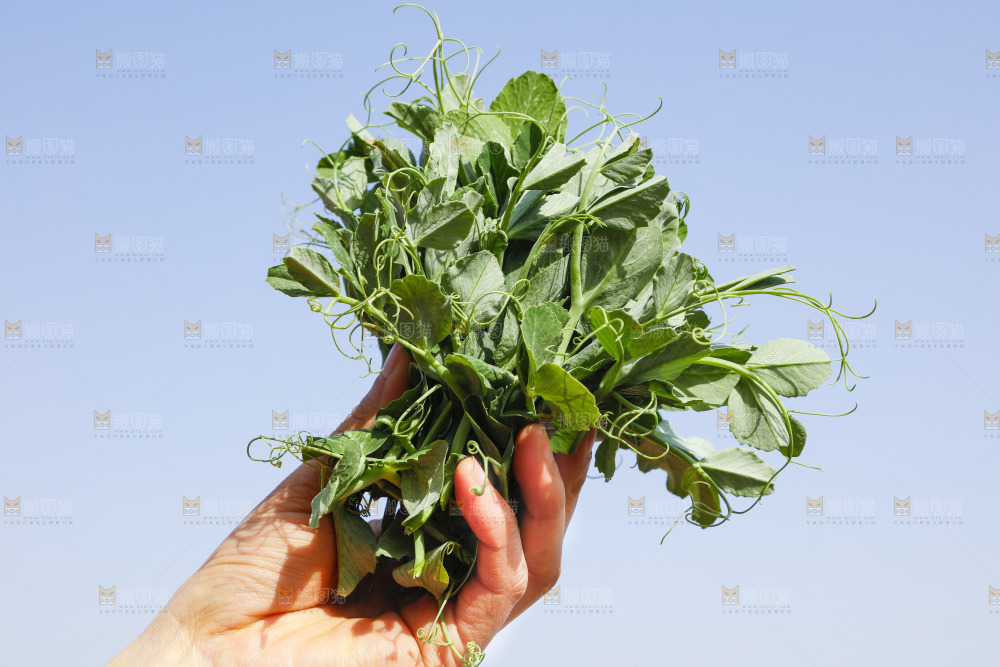 手里拿着豌豆苗