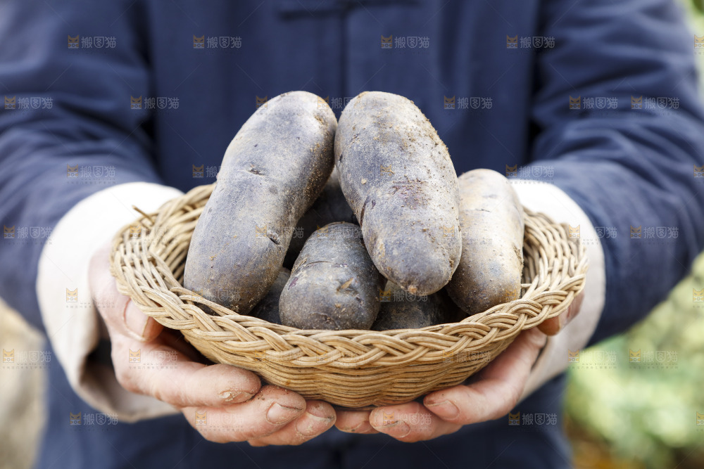手里拿着农家紫土豆