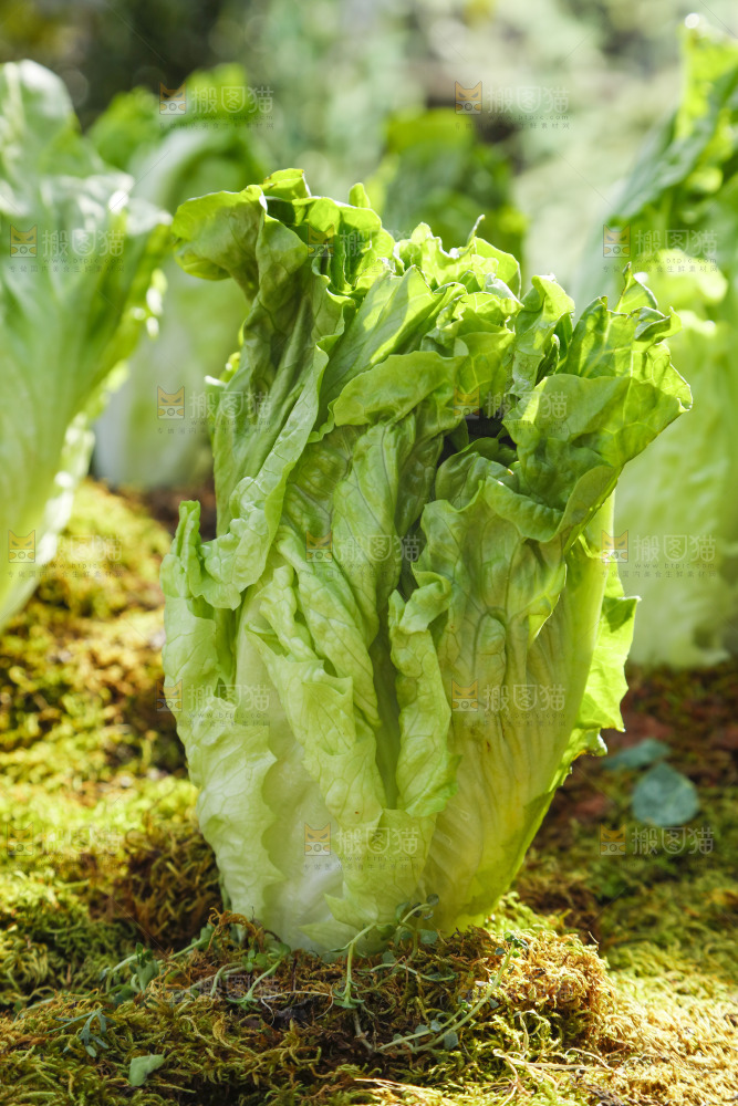 草地上放着大叶生菜