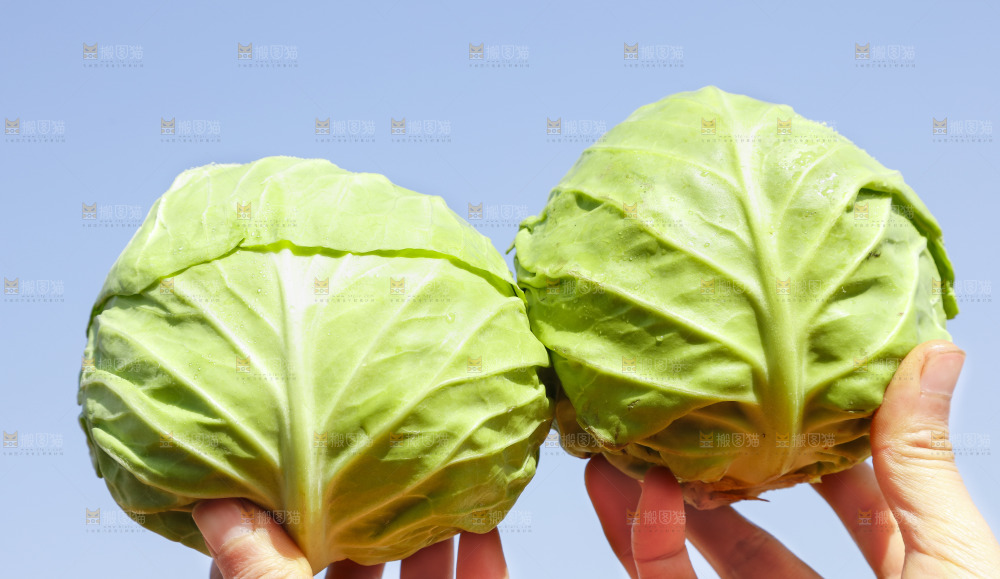 手里拿着包心菜
