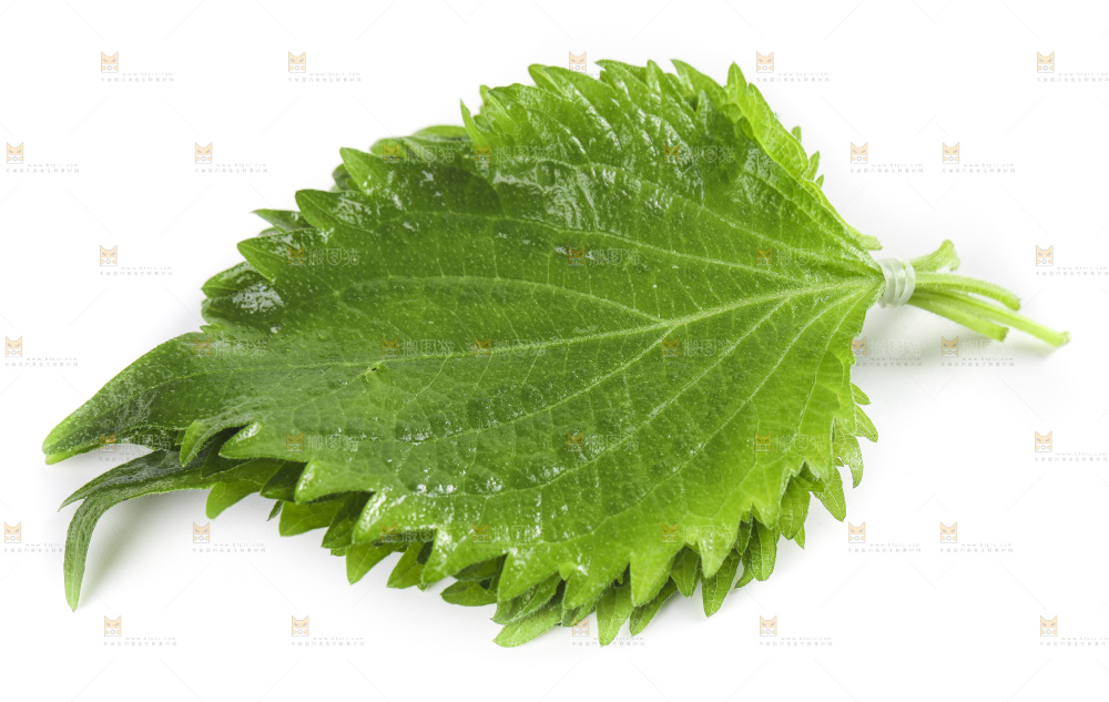 白底上的绿紫苏叶