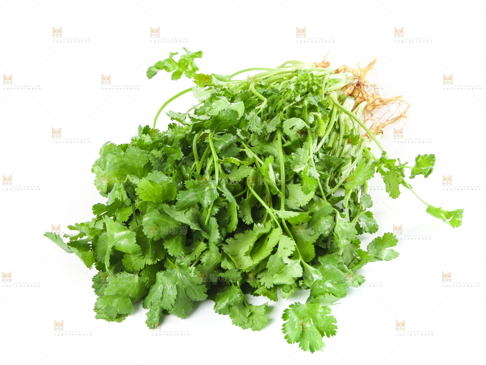 白底上的香菜