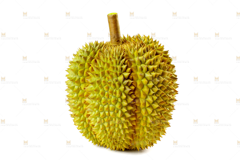 白底上的新鲜榴莲