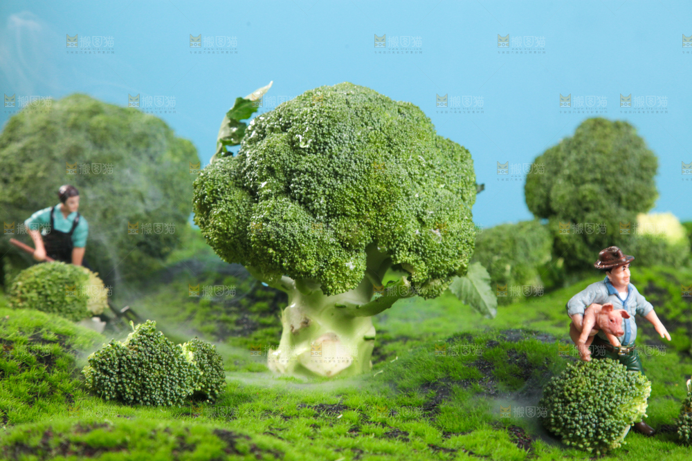 西兰花背景纹理