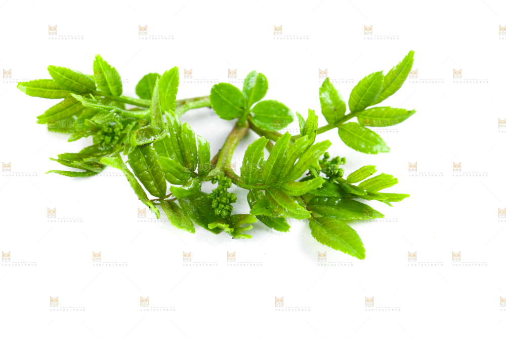 白底上的新鲜花椒芽