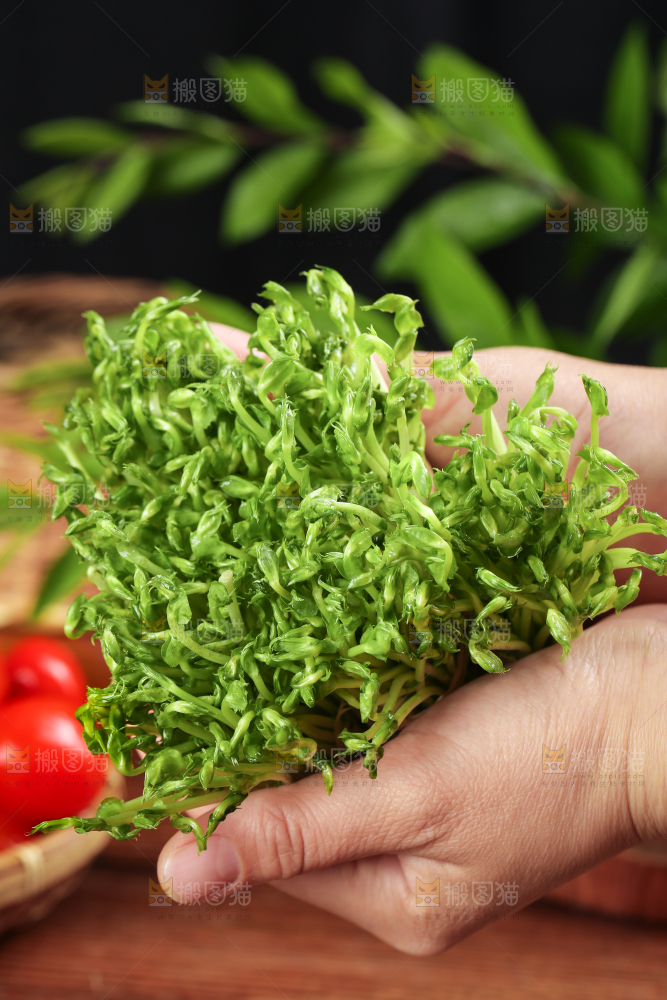 手里拿着新鲜豌豆苗