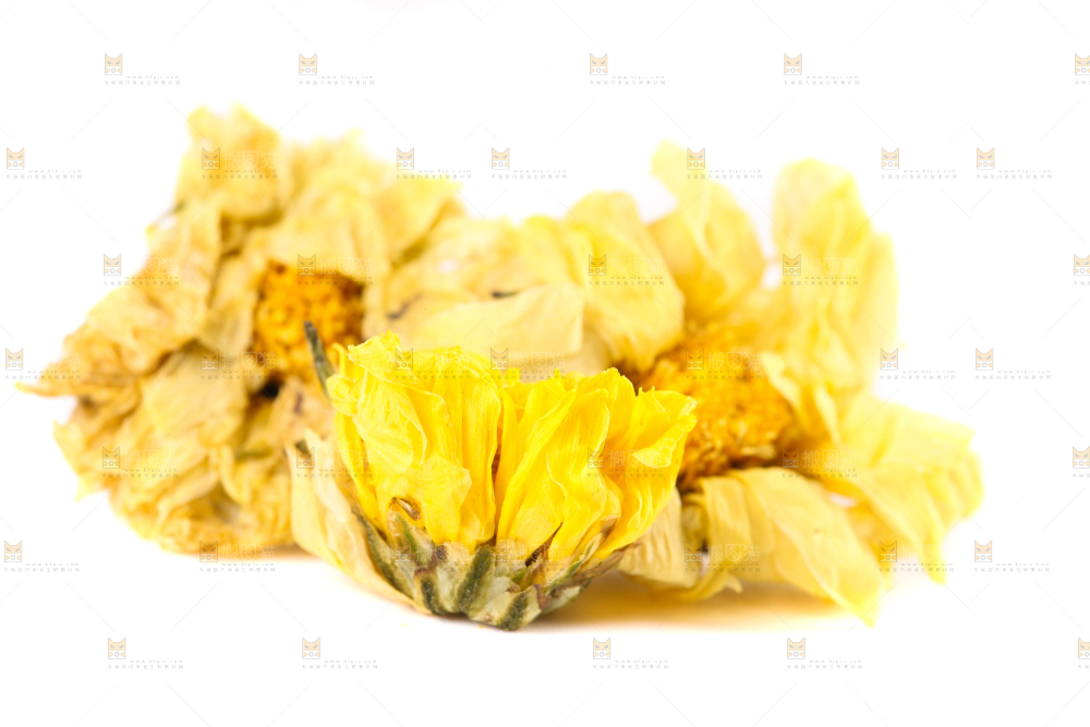 白底上的干菊花